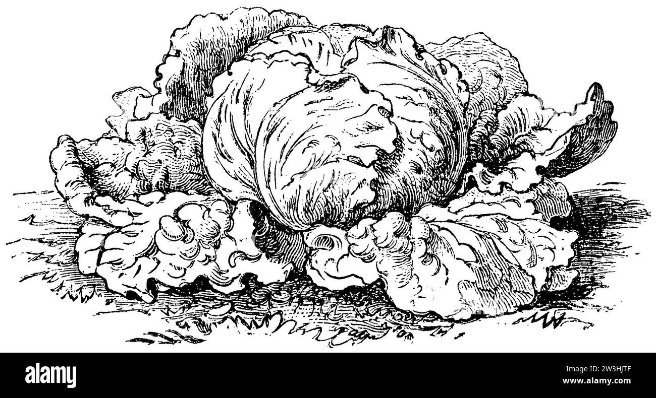 lettuce, Variety: Palatinate lettuce, Lactuca sativa, anonym (agricultural book, 1876), Gartensalat, Sorte: Pfälzer Salat, laitueVariété : Salade du Palatinat Stock Photo