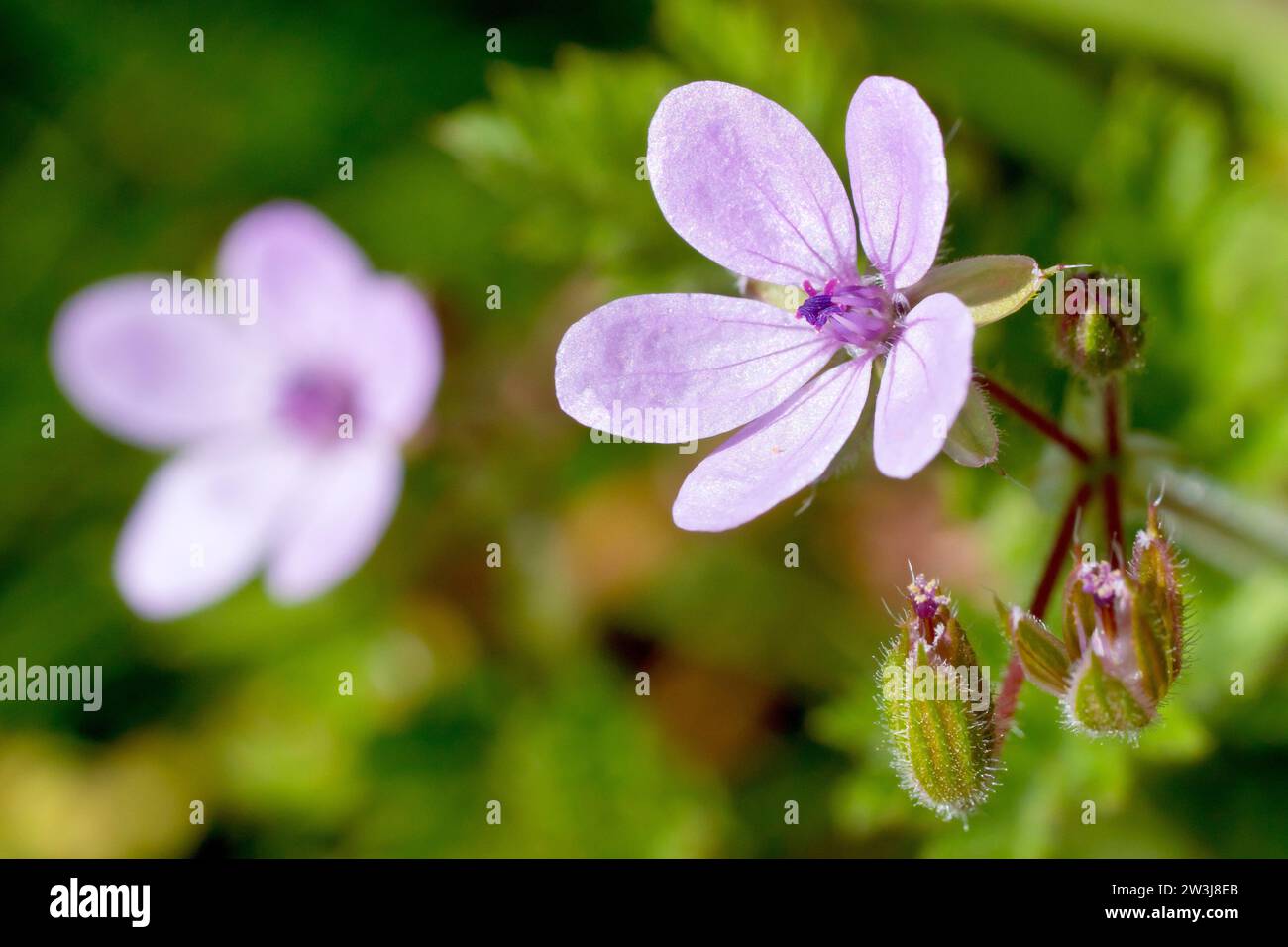 Common Storksbill (erodium cicutarium), close up focusing on a single pink flower with developing seedpods, isolated from the background. Stock Photo