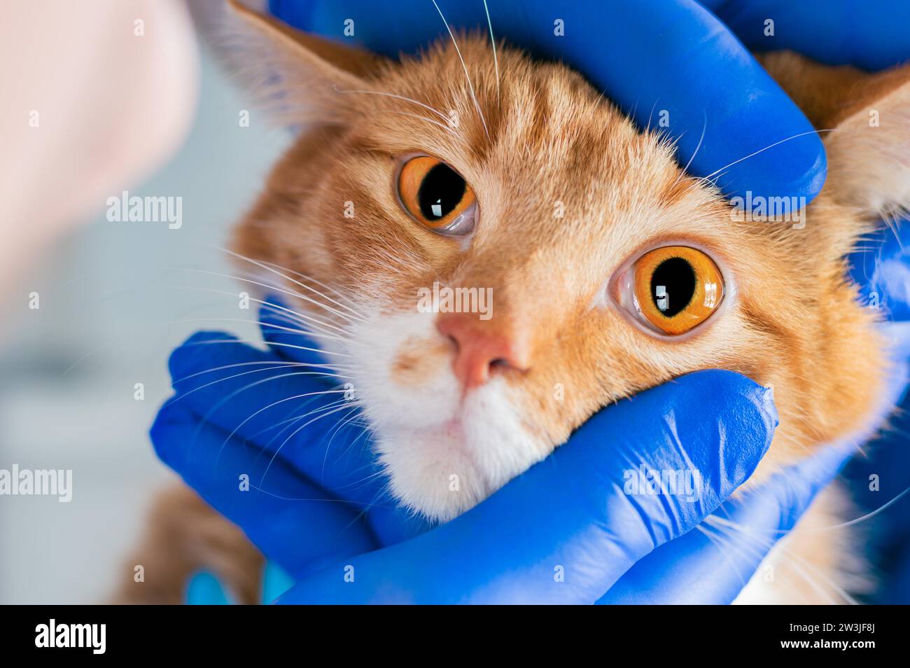 Examination of the cat's eyes. Veterinary medicine concept. Fat ginger