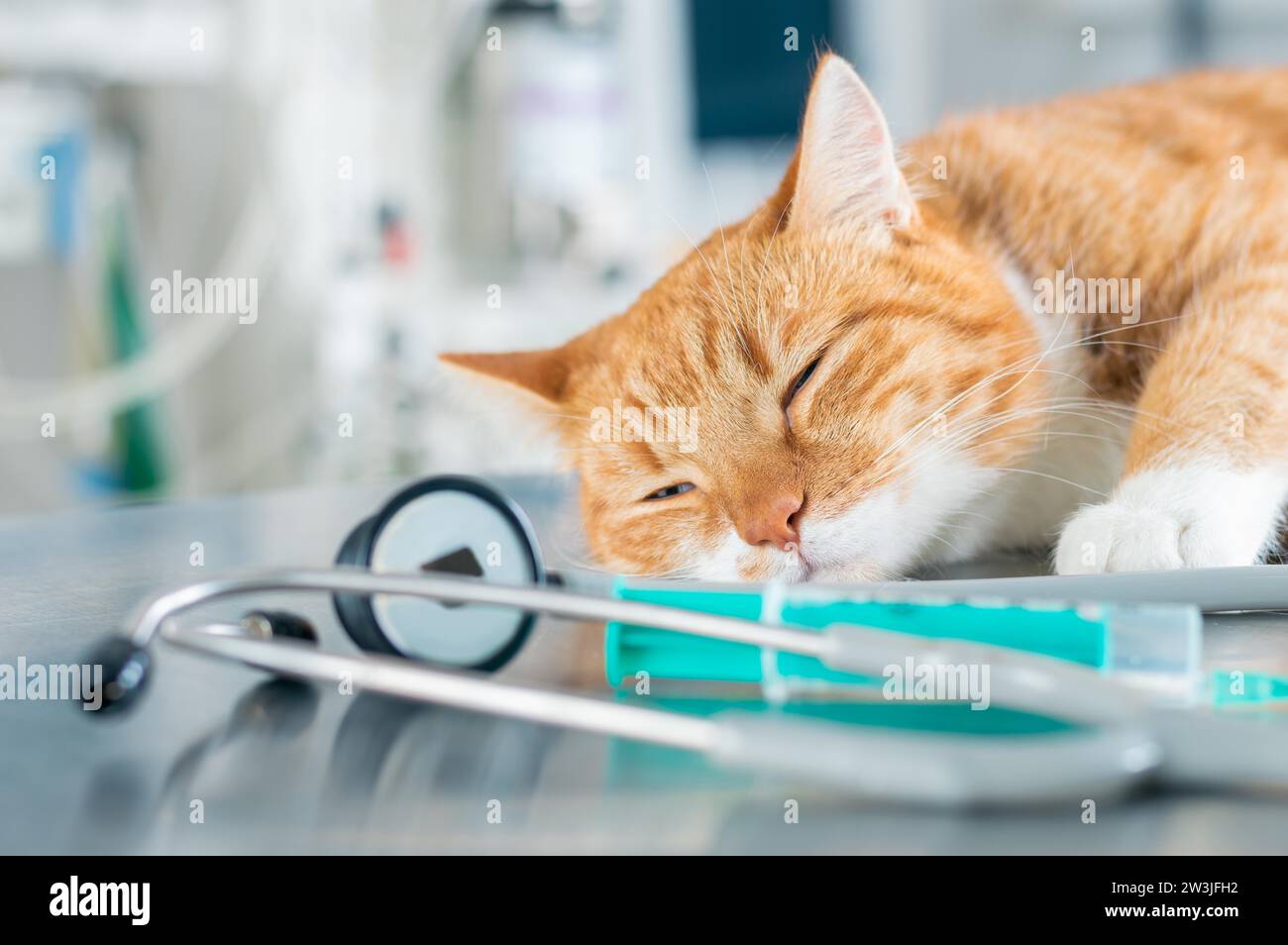 Image of a ginger sleeping cat lying on a table near a syringe and a stethoscope. Veterinary medicine concept. Mixed media Stock Photo
