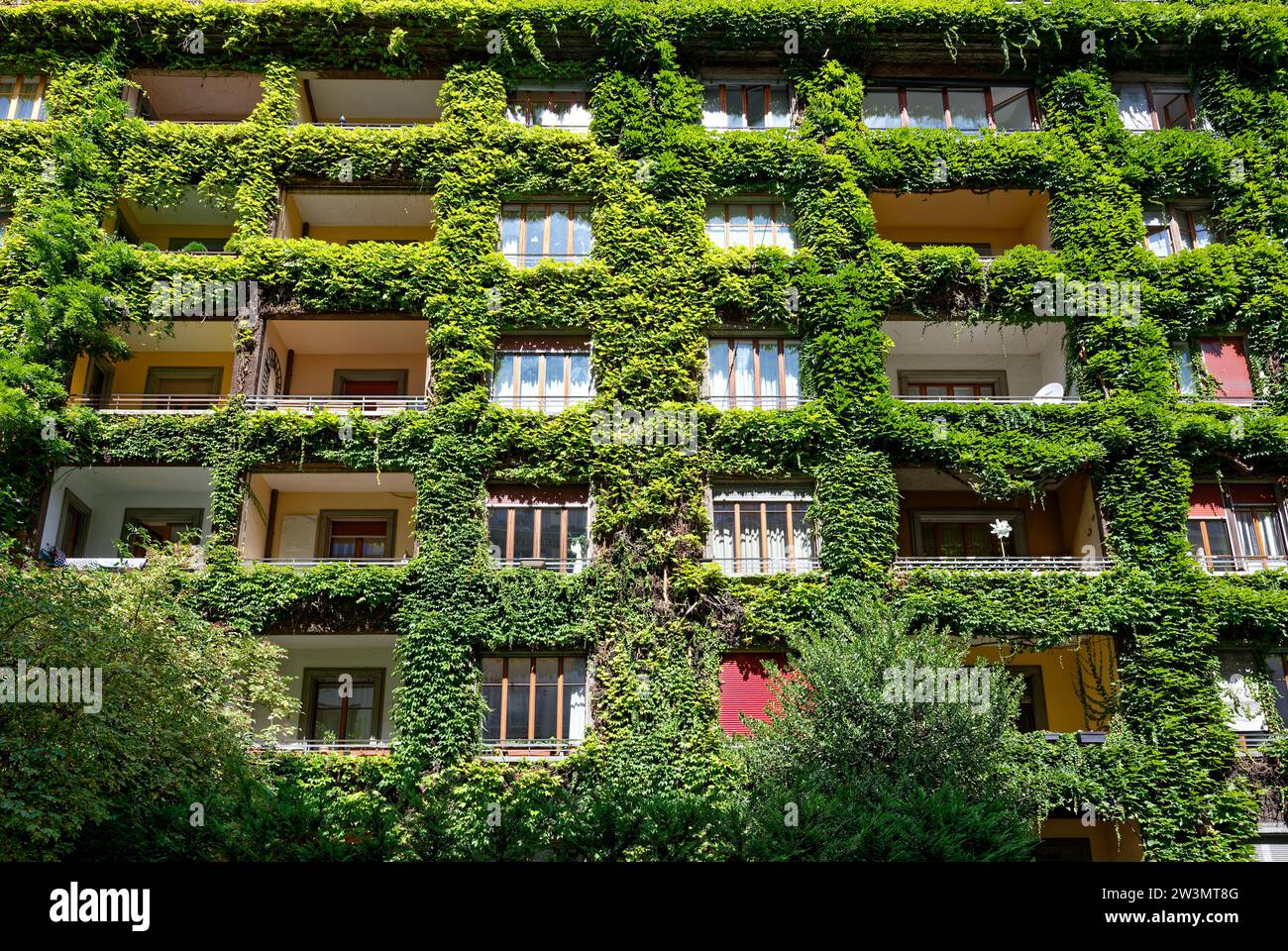 Facade of a large residential building adorned with lush foliage, bathed in warm afternoon light. Stock Photo