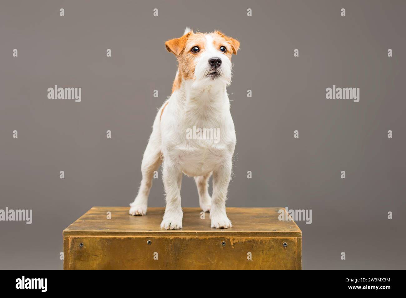 Purebred Jack Russell posing in the studio and looking at the camera. Mixed media Stock Photo