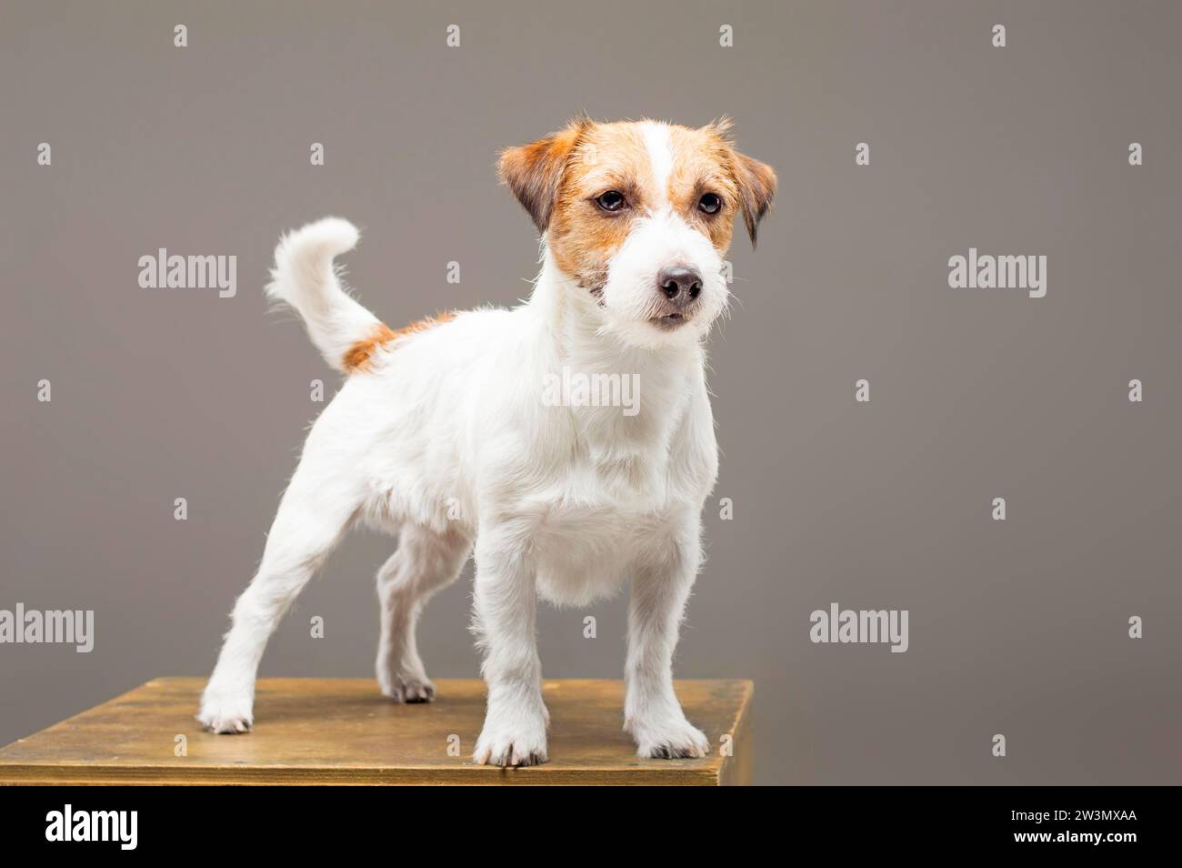 Purebred Jack Russell is standing on the pedestal and looking at the camera. Mixed media Stock