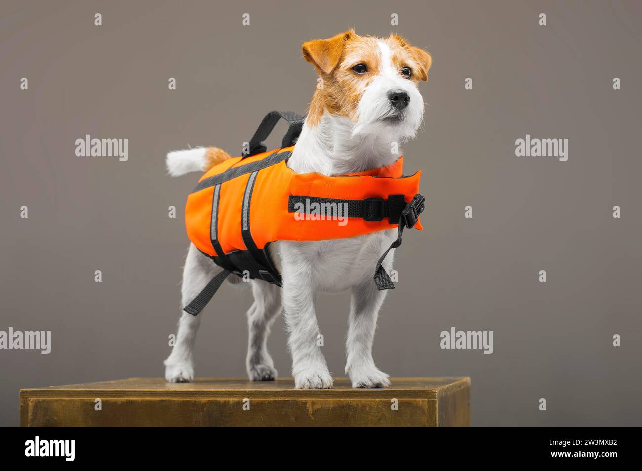 Jack russell terrier dressed hi res stock photography and images Alamy