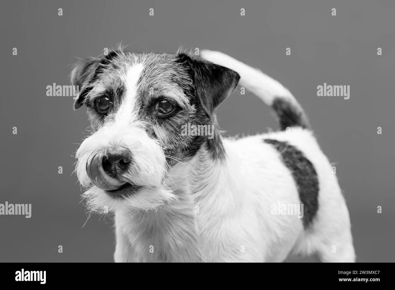 Purebred Jack Russell posing in the studio and looking at the camera. Mixed media Stock Photo