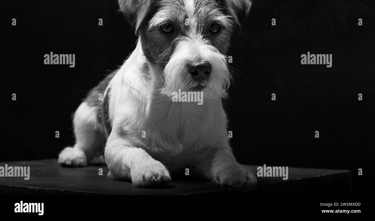 Purebred Jack Russell is lying on a pedestal in the studio and looking at the camera. Mixed media Stock Photo