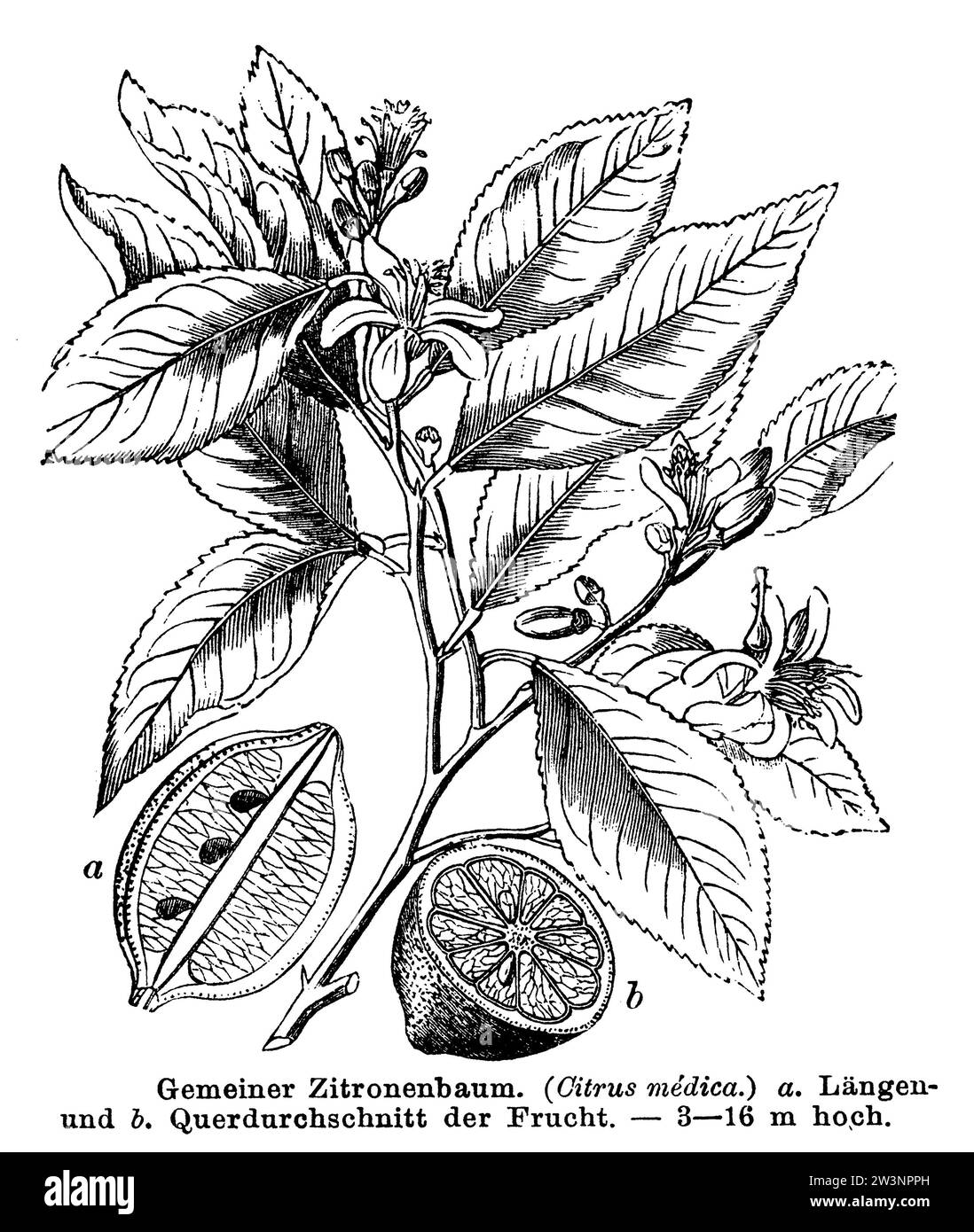 Lemon, Citrus limon, anonym (botany book, 1884), Zitrone, citron Stock Photo