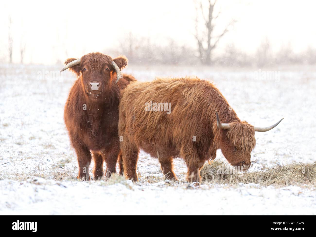 Highland cattle standing in a snowy field in winter in Canada Stock Photo