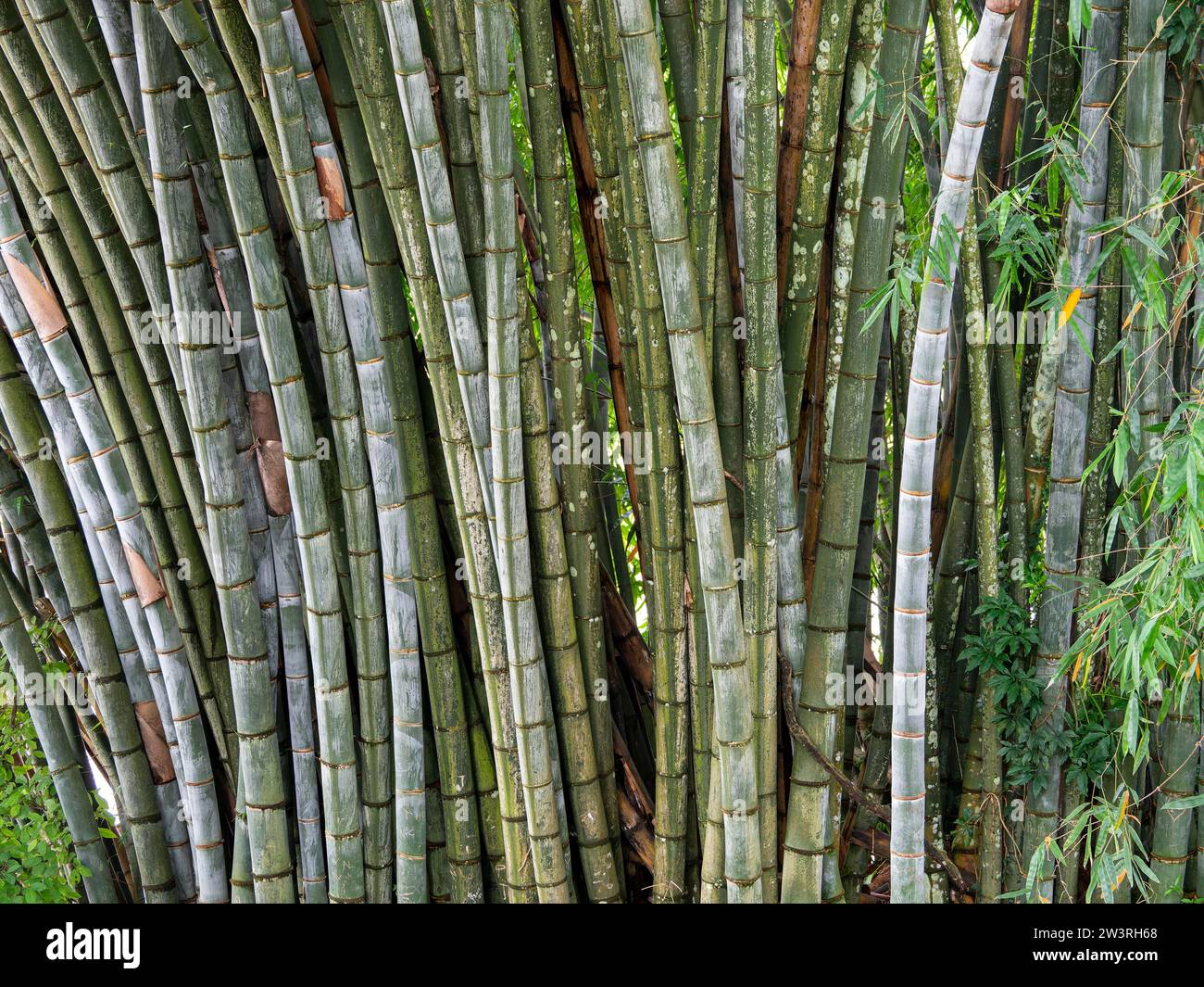 Giant bamboo (Dendrocalamus giganteus), Kandy Botanical Gardens, Sri Lanka Stock Photo