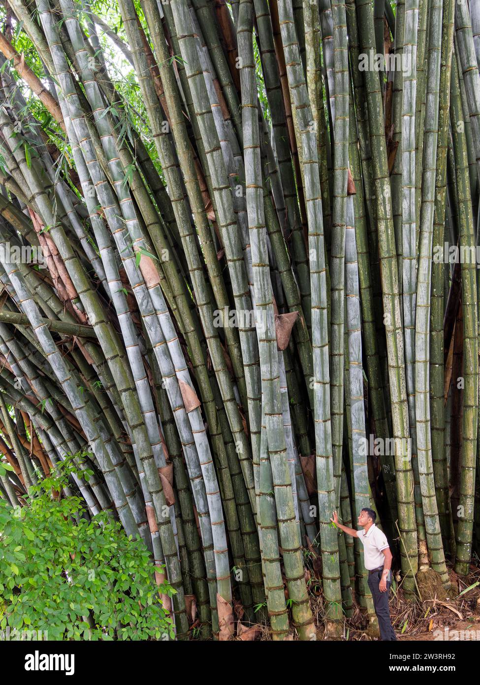 Giant bamboo (Dendrocalamus giganteus), Kandy Botanical Gardens, Sri Lanka Stock Photo