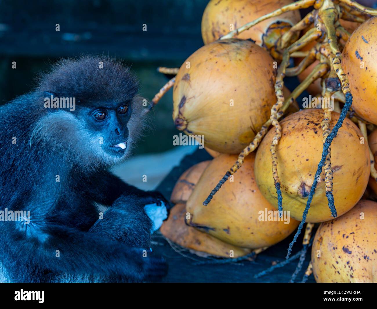 Monkey with coconuts, Sri Lanka Stock Photo