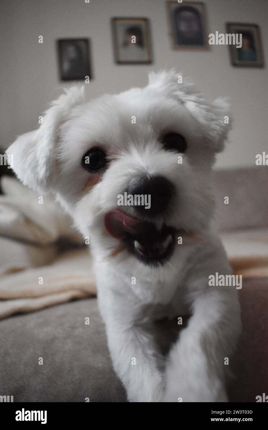 Maltese dog Stock Photo