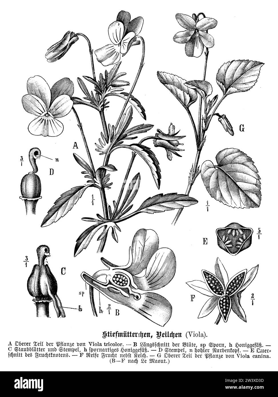 Field pansy cut Black and White Stock Photos & Images Alamy