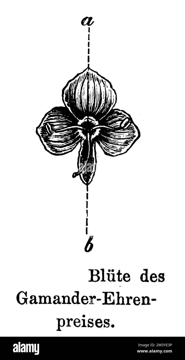 bird's-eye speedwell, flower, Veronica chamaedrys, anonym (, ), Gamander-Ehrenpreis.Blüte, Véronique petit-chêne, fleur Stock Photo