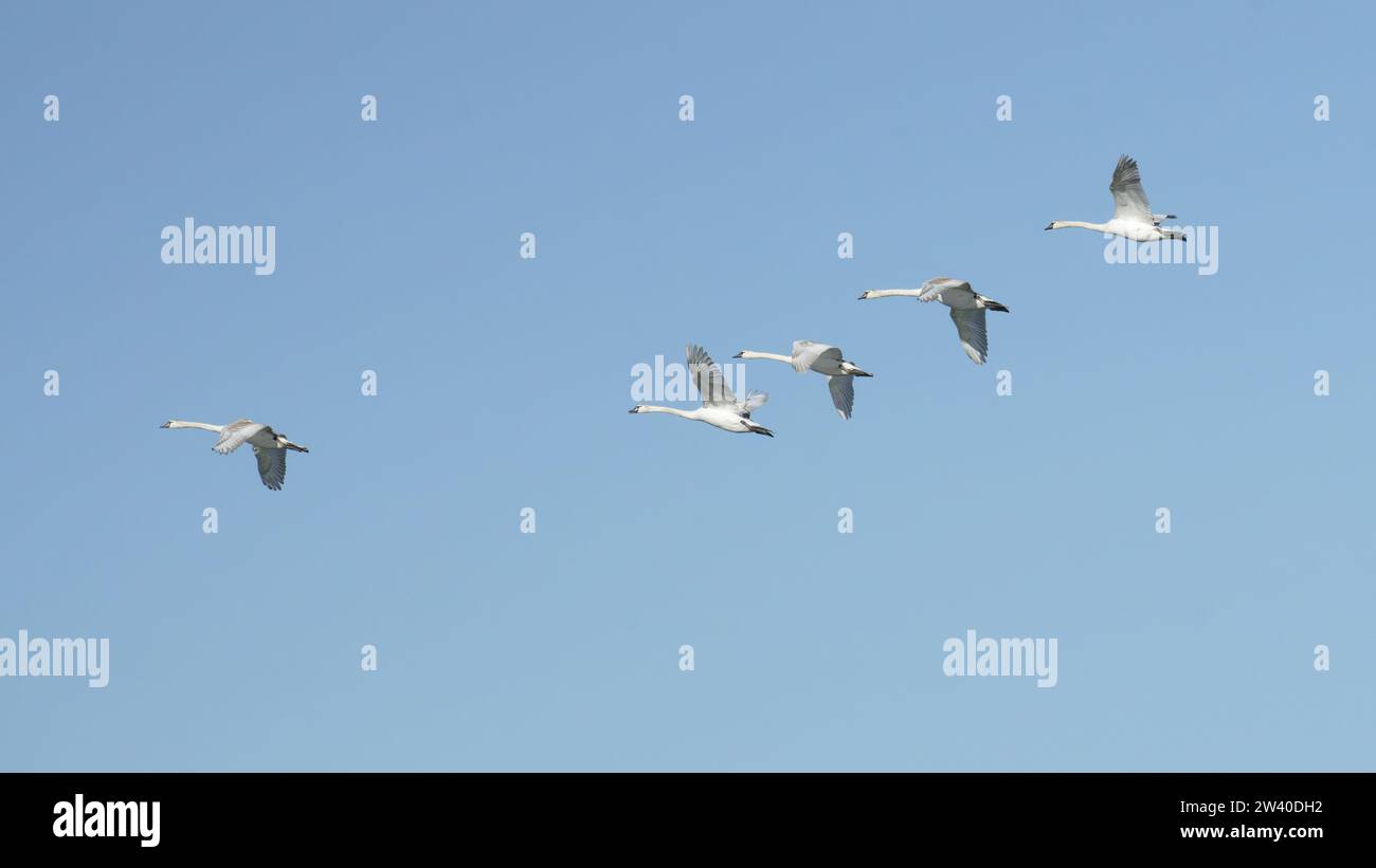 small flock of young royal swans in flight, Cygnus olor, Anatidae Stock Photo