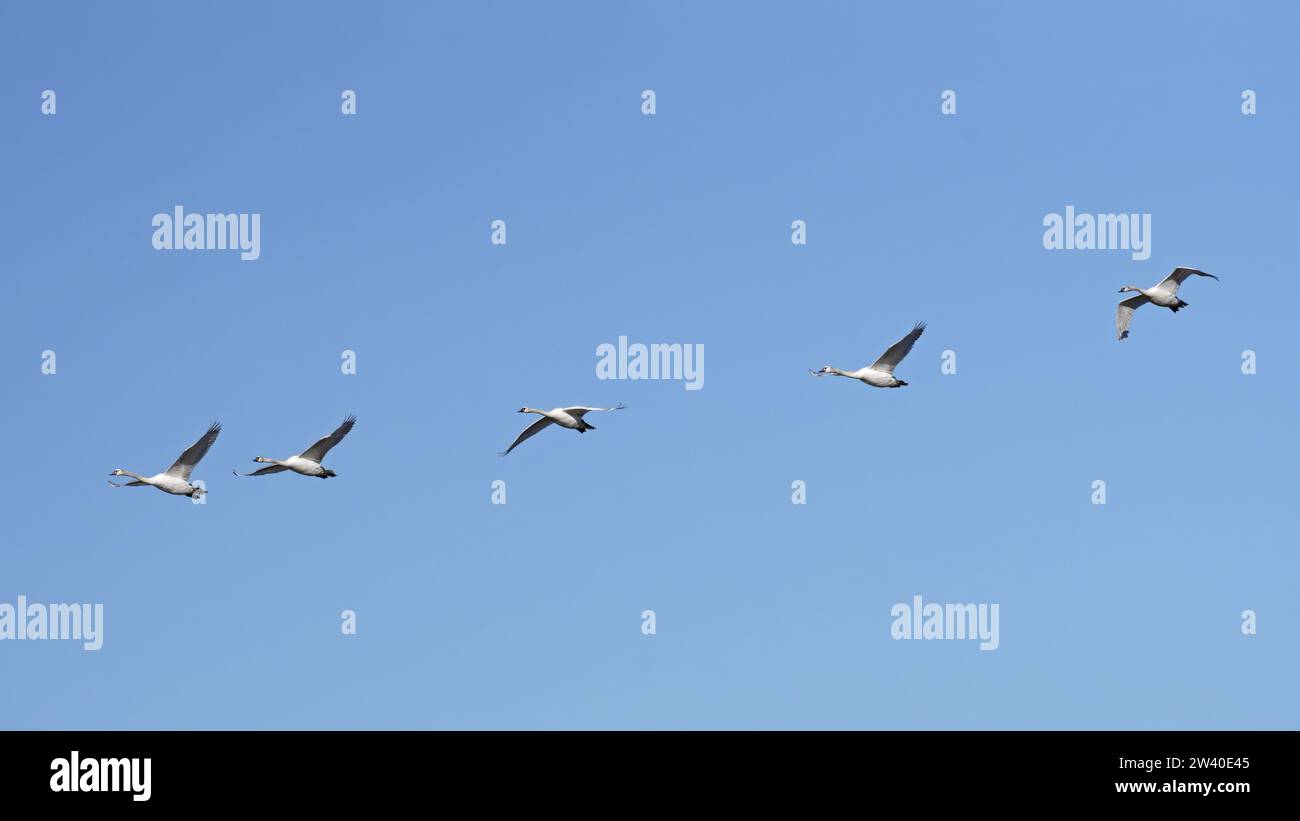 immature mute swans, small flock in flight, Cygnus olor, Anatidae Stock Photo