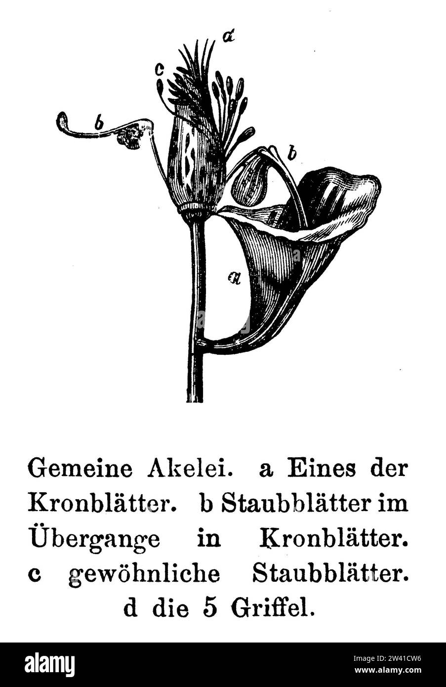 common columbine, Aquilegia vulgaris, anonym (botany book, 1897), Gemeine Akelei, Ancolie commune Stock Photo