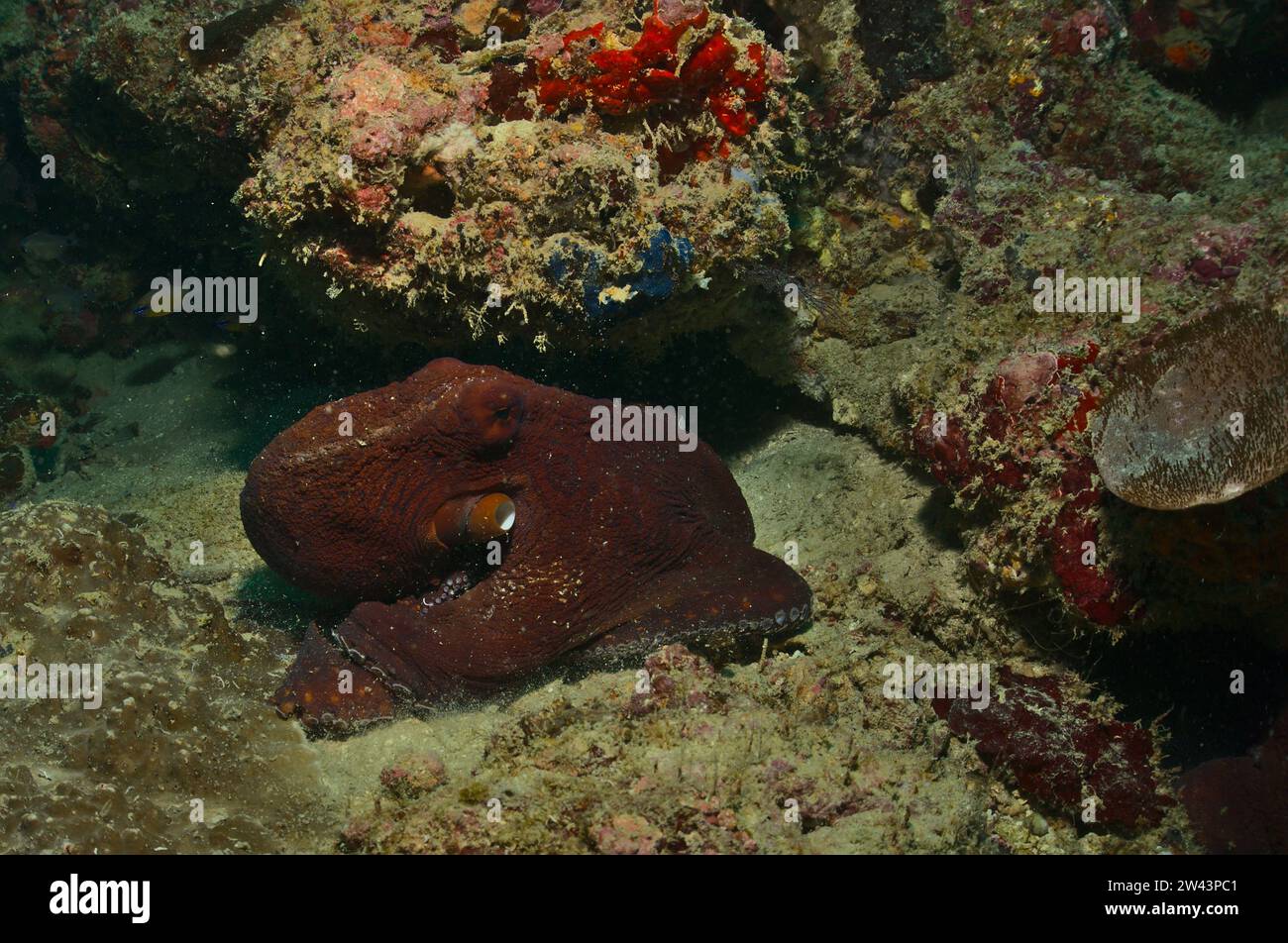 bright red coloured day octopus using its arms to move on the sea floor in the healthy coral reefs of watamu marine park, kenya Stock Photo