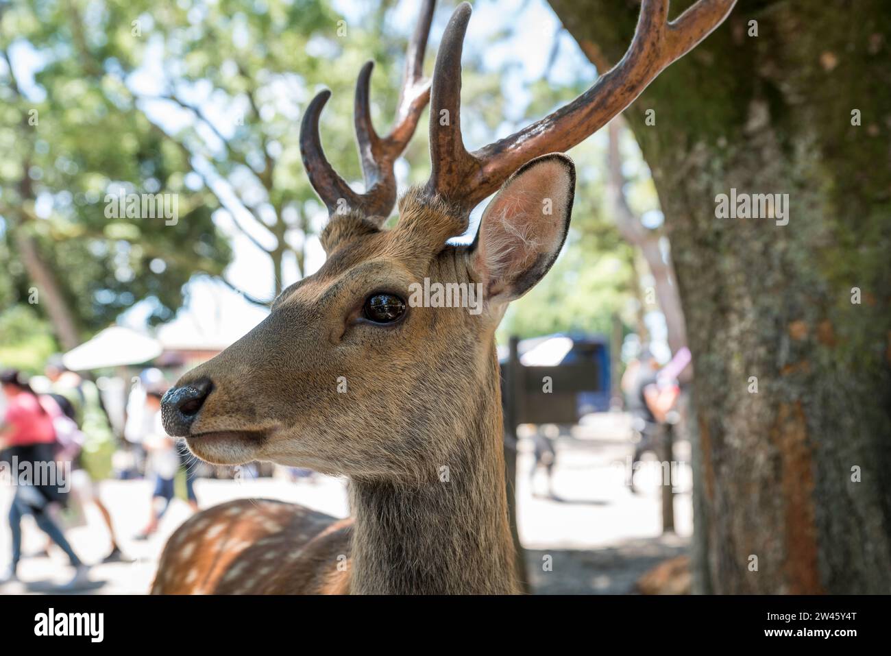 Portrait of a deer, Nara,Japan Stock Photo