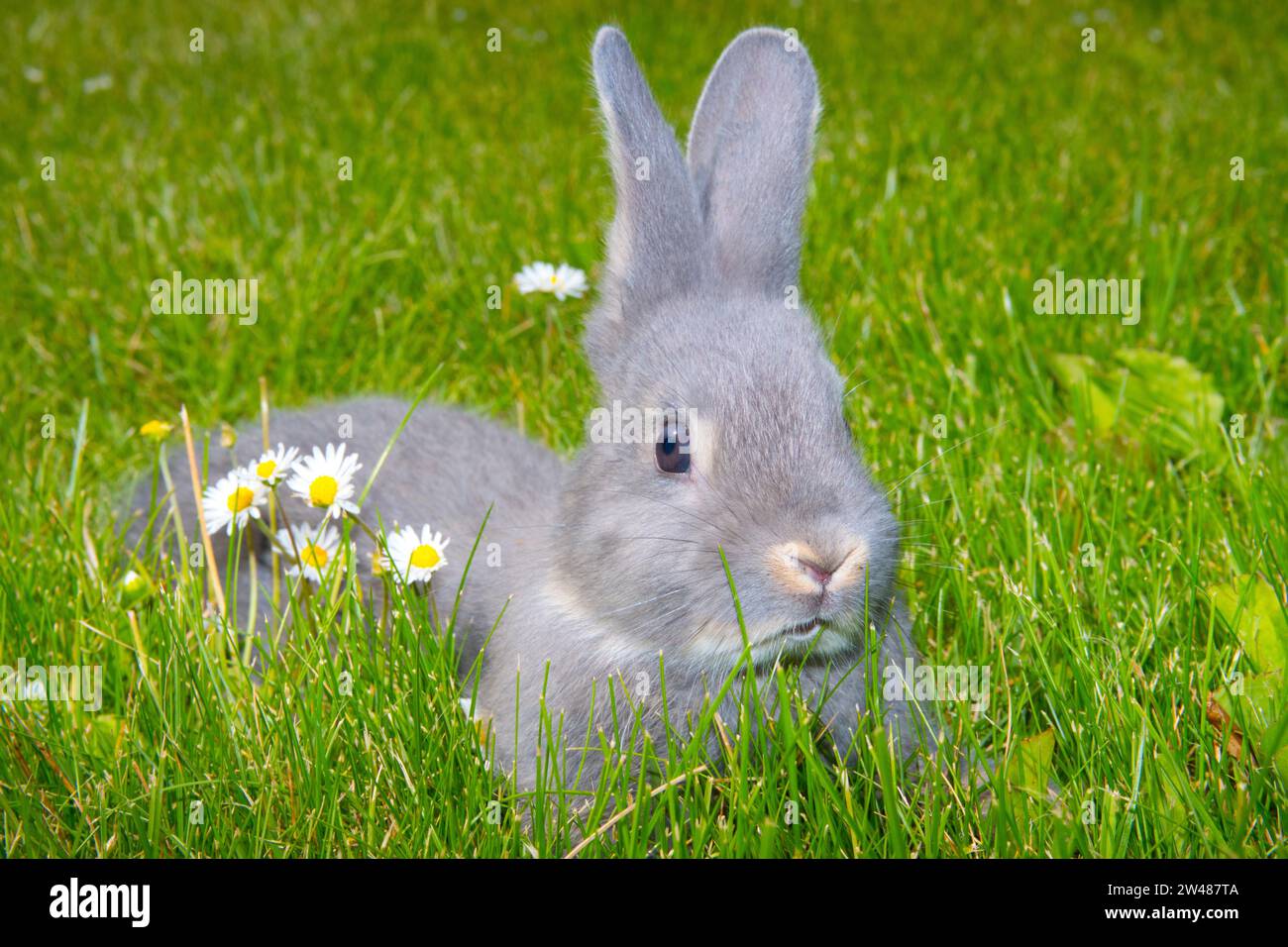 Kaninchen - Perlfeh Jungtiere, Jungtier, Stock Photo
