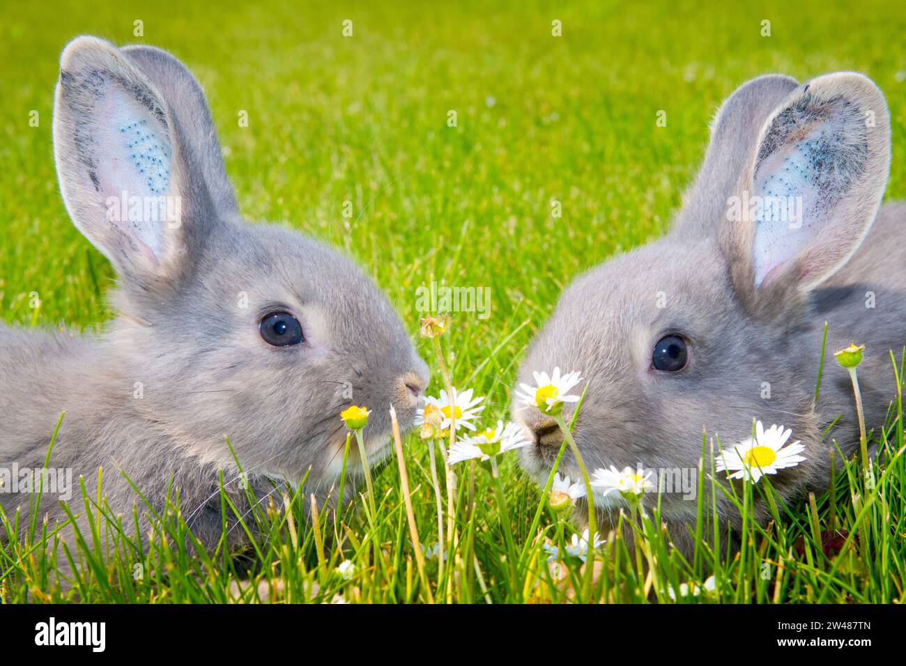 Kaninchen - Perlfeh Jungtiere, Jungtier, Stock Photo