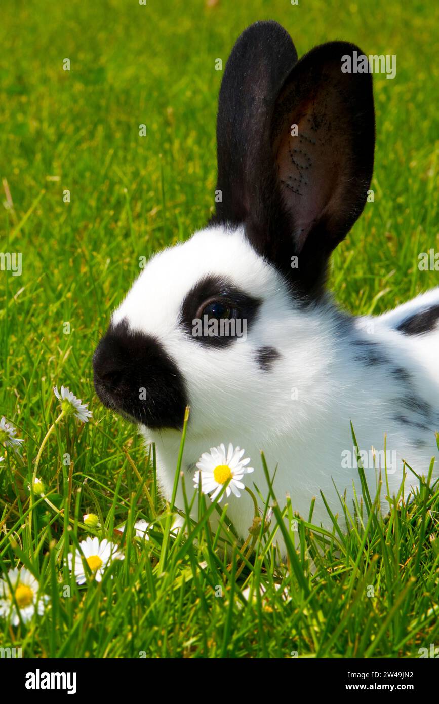 Kaninchen. Englische Schecke. schwarz-weiß. zwei, liegen in einer Blumenwiese, Stock Photo
