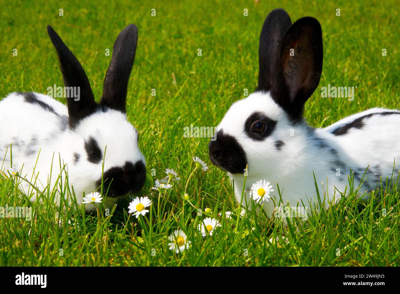 Kaninchen. Englische Schecke. schwarz-weiß. zwei, liegen in einer Blumenwiese, Stock Photo