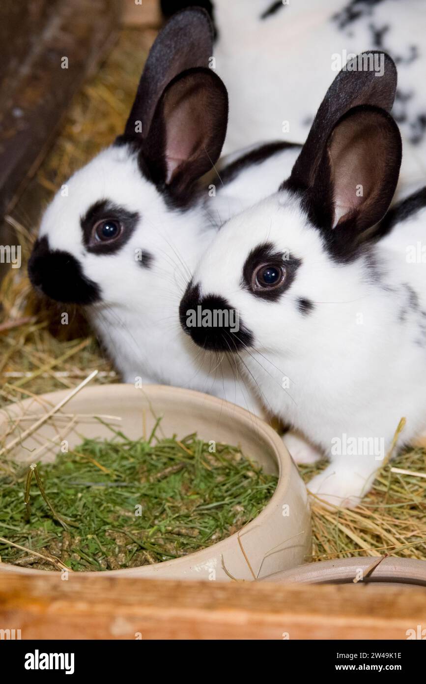 Junge nutztiere hi-res stock photography and images - Alamy
