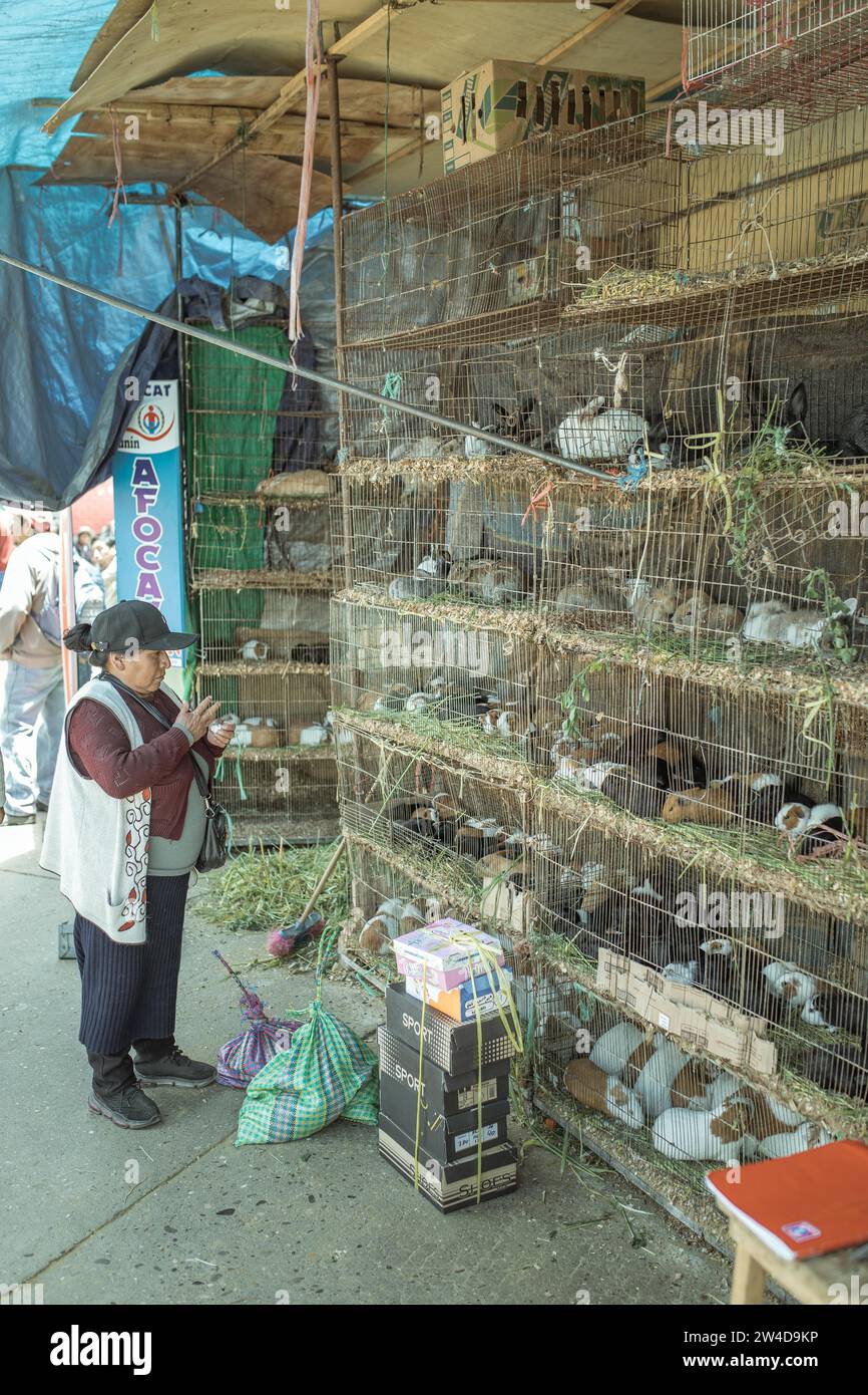 Saleswoman in front of cages with cuy, giant guinea pigs (Cavia porcellus) and rabbits, lepores, at the market in Huancayo, Peru Stock Photo