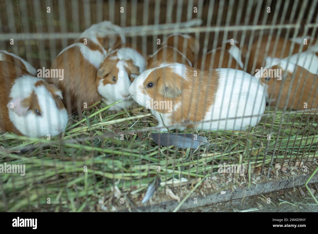 Cuys, giant guinea pigs (Cavia porcellus), in a cage at the market of Huancayo, Peru Stock Photo