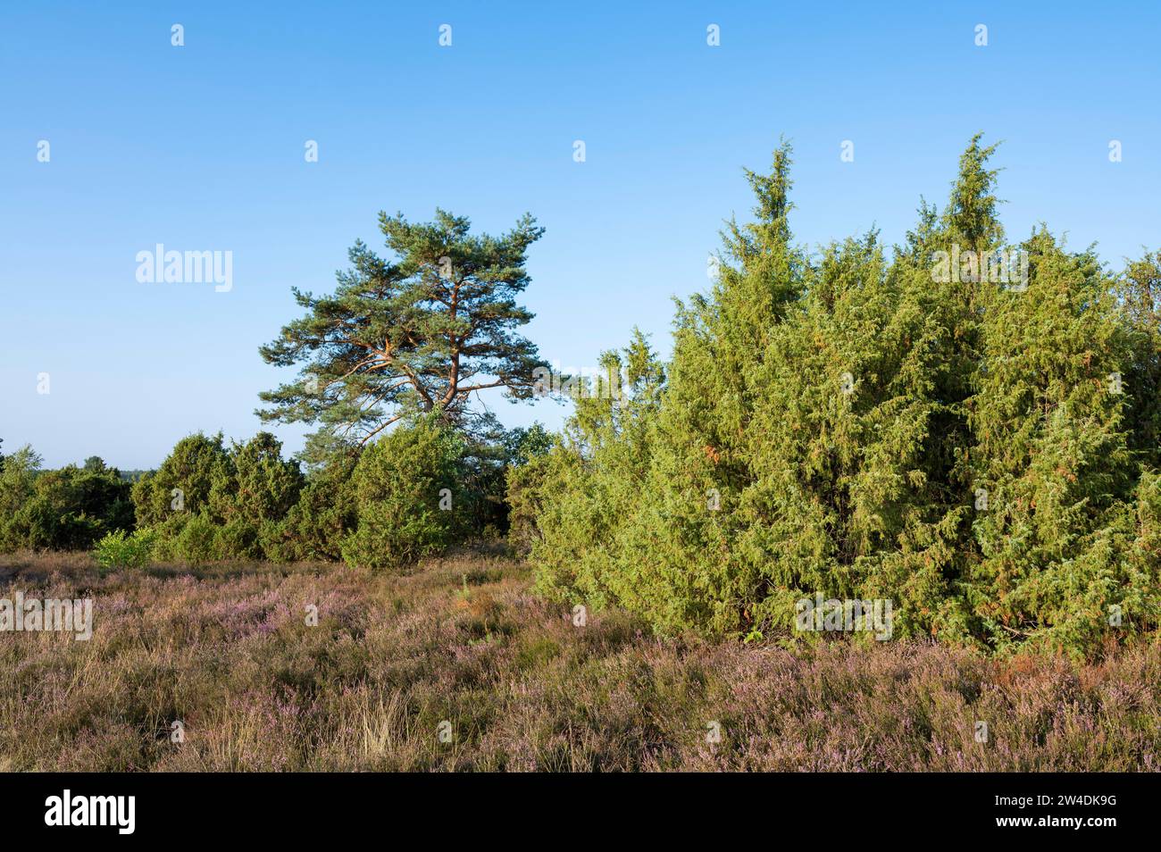 Heath landscape, flowering common heather (Calluna vulgaris), common juniper (Juniperus communis), common pine (Pinus sylvestris), Lueneburg Heath Stock Photo