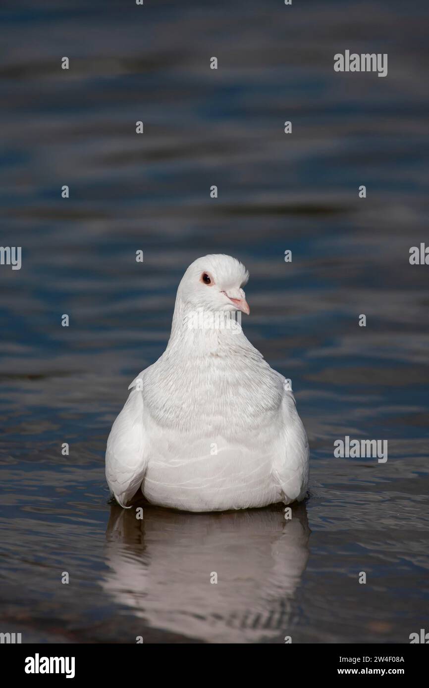 Feral pigeon (Columba livia domestica) adult white bird in a shallow puddle, Hertfordshire England, United Kingdom Stock Photo