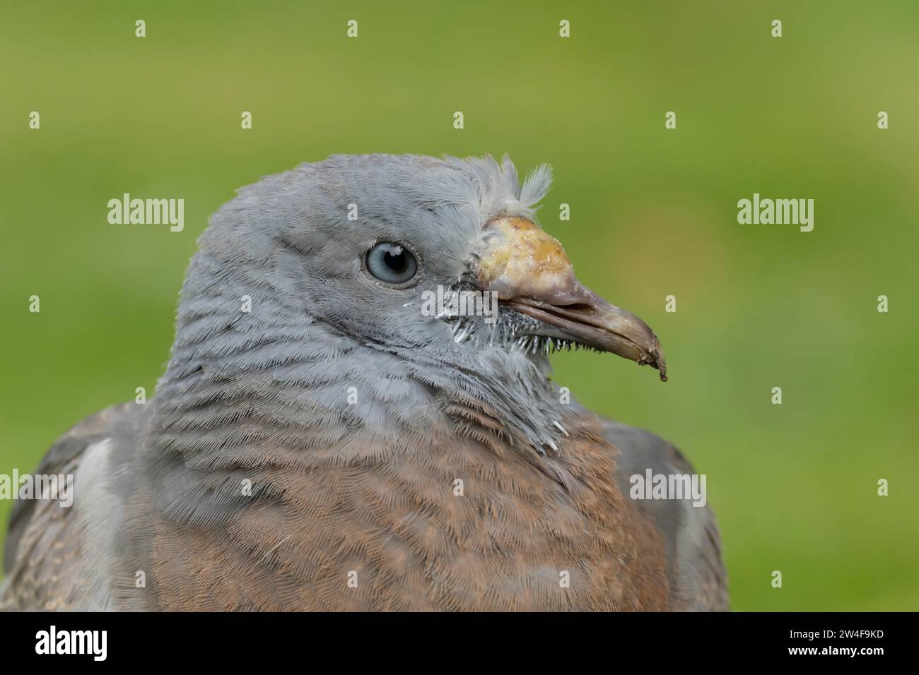 Wood pigeon (Columba palumbus) juvenile bird head portrait, Suffolk, England, United Kingdom Stock Photo
