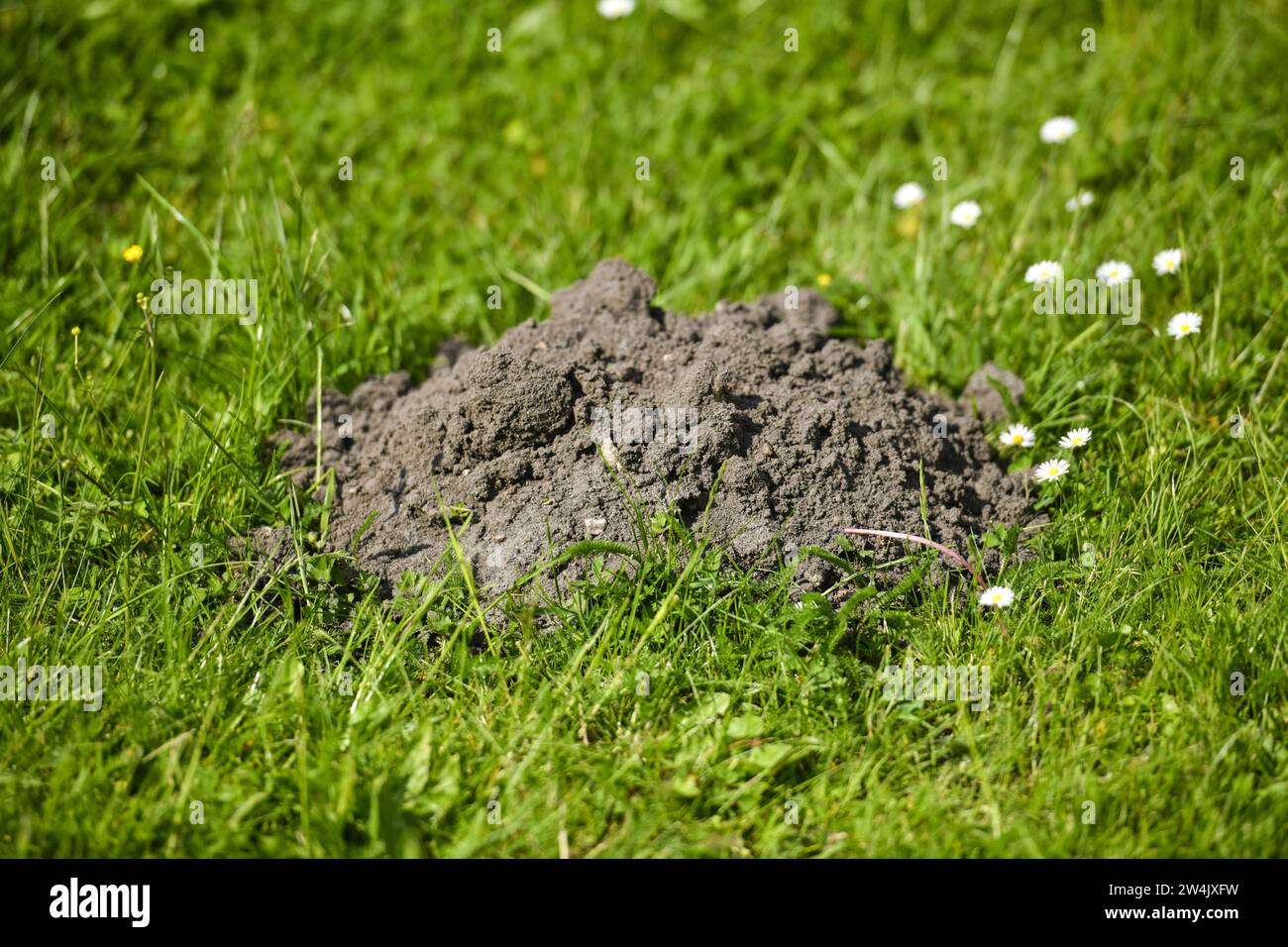 Luebbenauer hi-res stock photography and images - Alamy