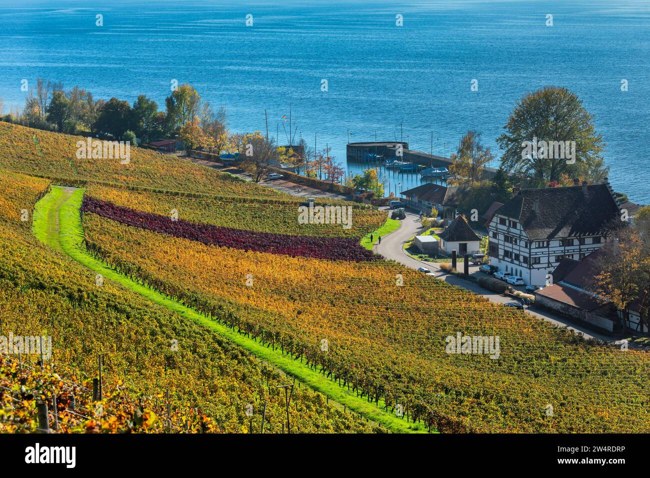 Rebgut Haltnau with Haltnau marina and vineyards in autumn, Meersburg, Lake Constance, Baden-Wuerttemberg, Germany, Meersburg, Lake Constance Stock Photo