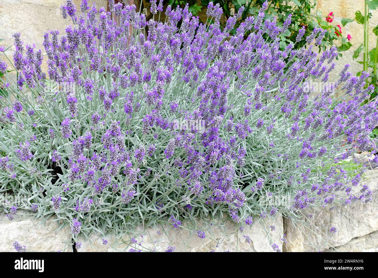 Blue Lavandula angustifolia Garden Lavender Flowers Stock Photo