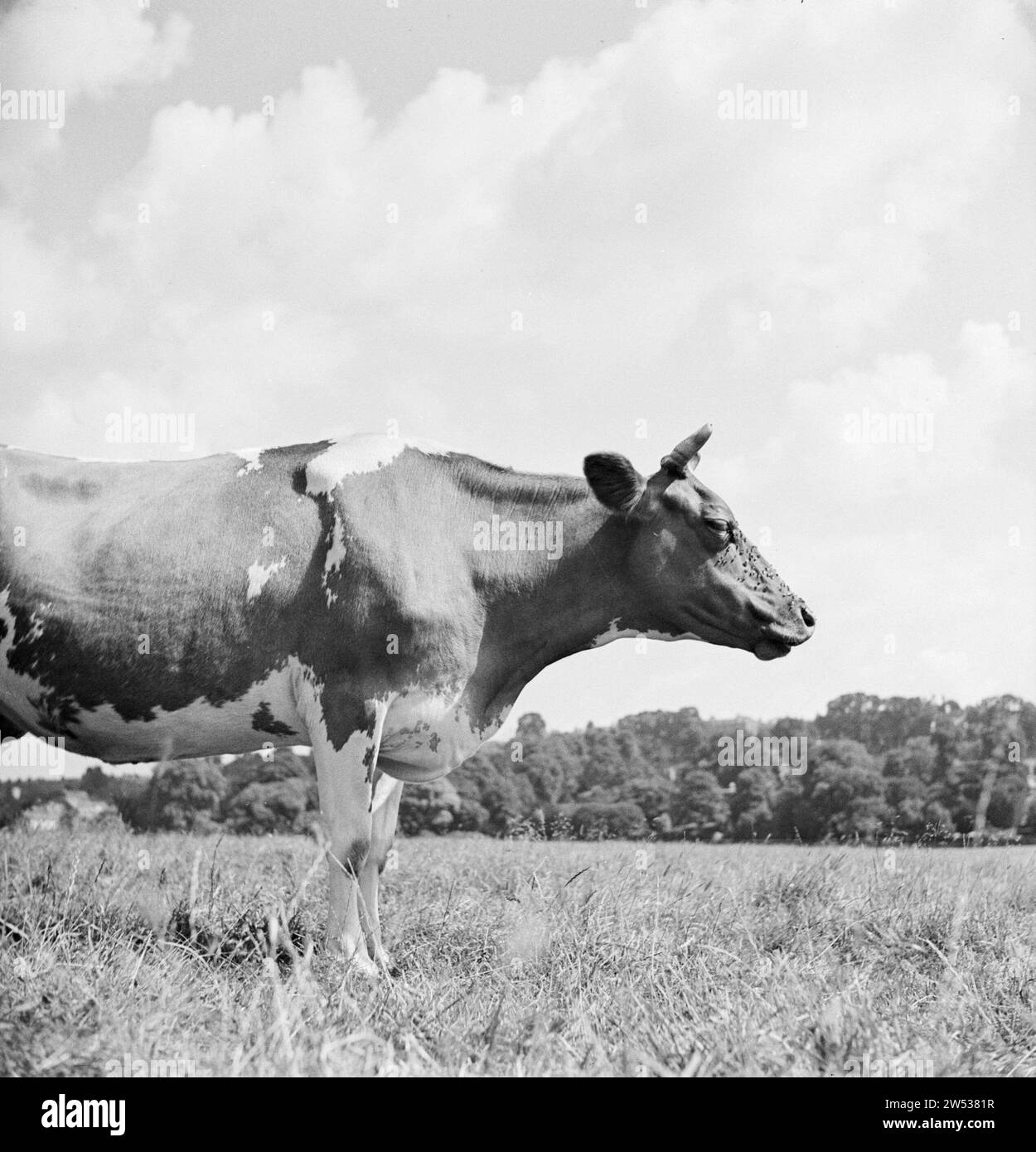 Red White Cows Black And White Stock Photos Images Alamy red-white-cows-black-and-white-stock-photos-images-alamy