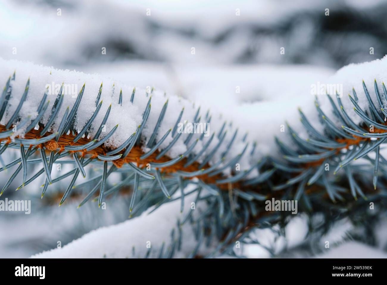 Branches blue spruce are covered with snow Stock Photo