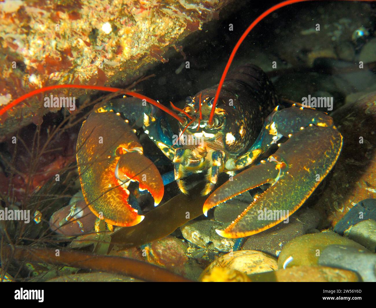 Portrait of common lobster (Homarus gammarus), underwater, Maharees