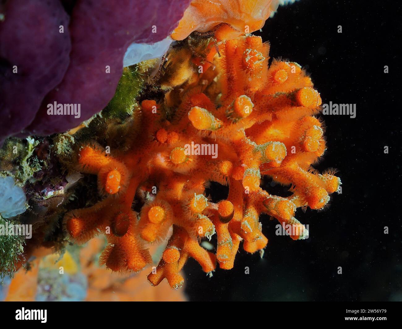 False coral (Myriapora truncata), dive site L'Escala, Costa Brava, Spain, Mediterranean Sea Stock Photo