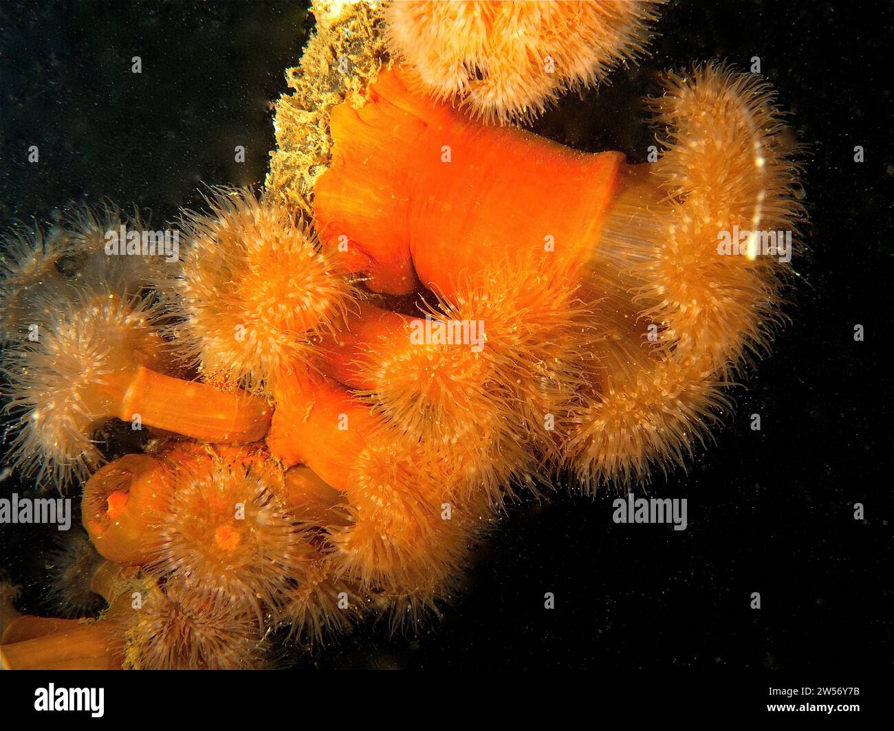 Several Clonal Plumose Anemones (metridium Senile), Rinvyle Dive Site 