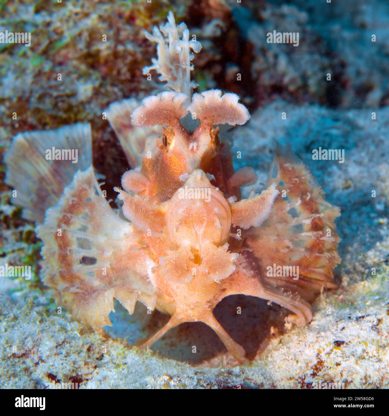 Frontal view of paddleflap rhinopias (Rhinopias eschmeyeri) spreading pectoral fins like a fan looking directly at the observer, Indian Ocean Stock Photo