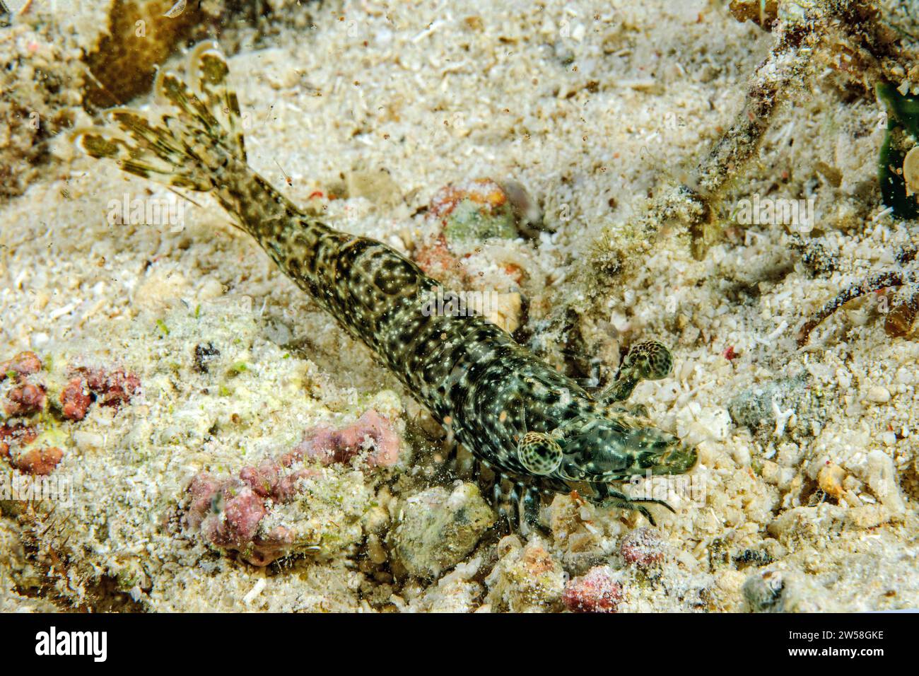 Close-up of marbled shrimp (Saron marmoratus) with marbled stalk eyes distinctive eyes lurking for prey on sandy seabed sandy bottom, Indo-Pacific Stock Photo