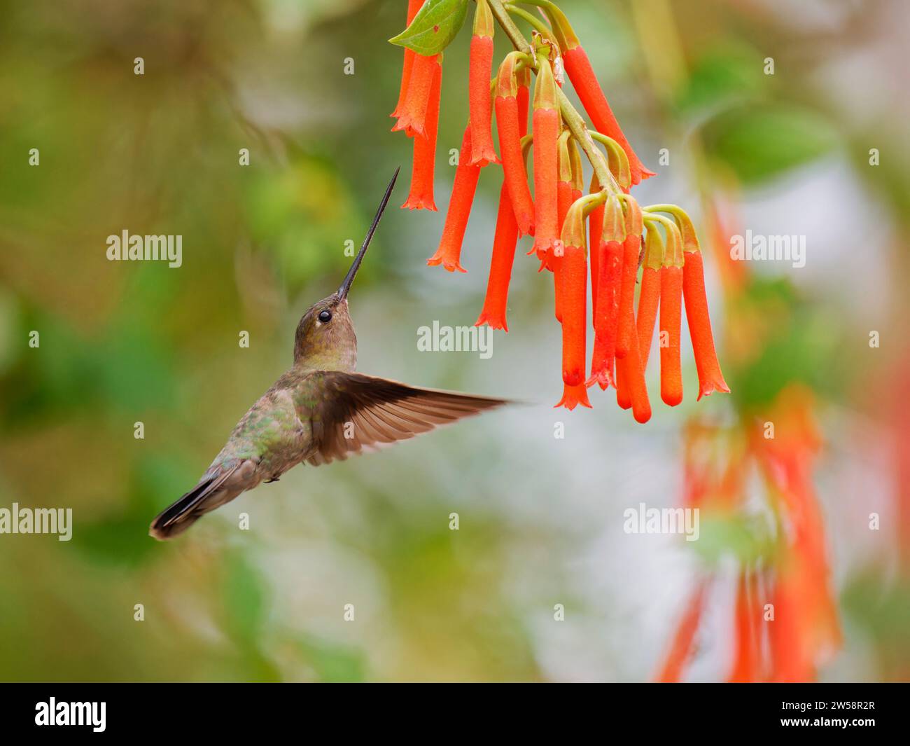 Green Fronted Lancebill Hummingbird - feeding on flowers Doryfera ludovicae Ecuador BI037610 Stock Photo