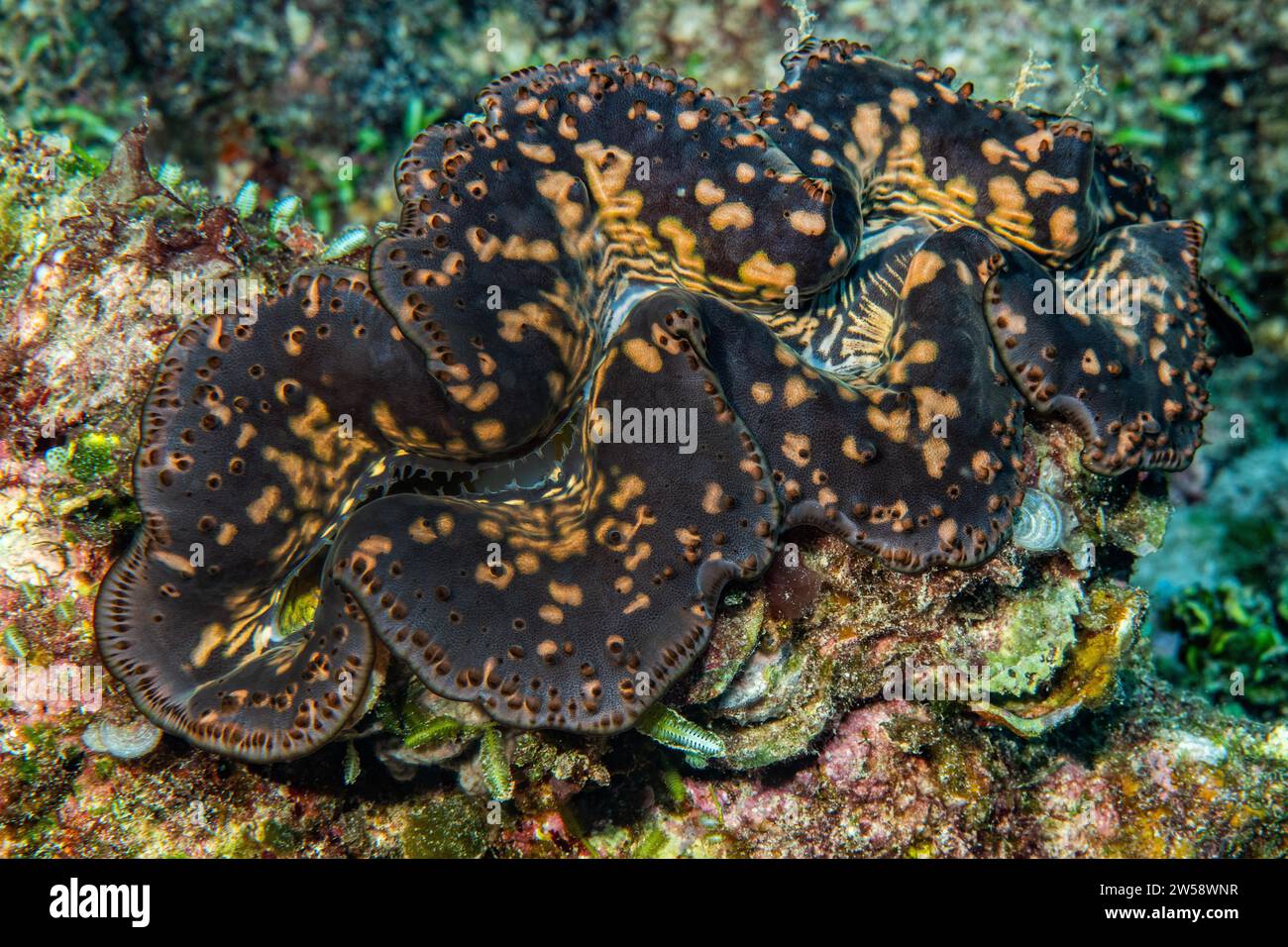 Close-up of giant clam (Tridacna maxima) with open shell mantle and patterned mantle tissue with clearly visible mantle lips, Indian Ocean, Mascarene Stock Photo