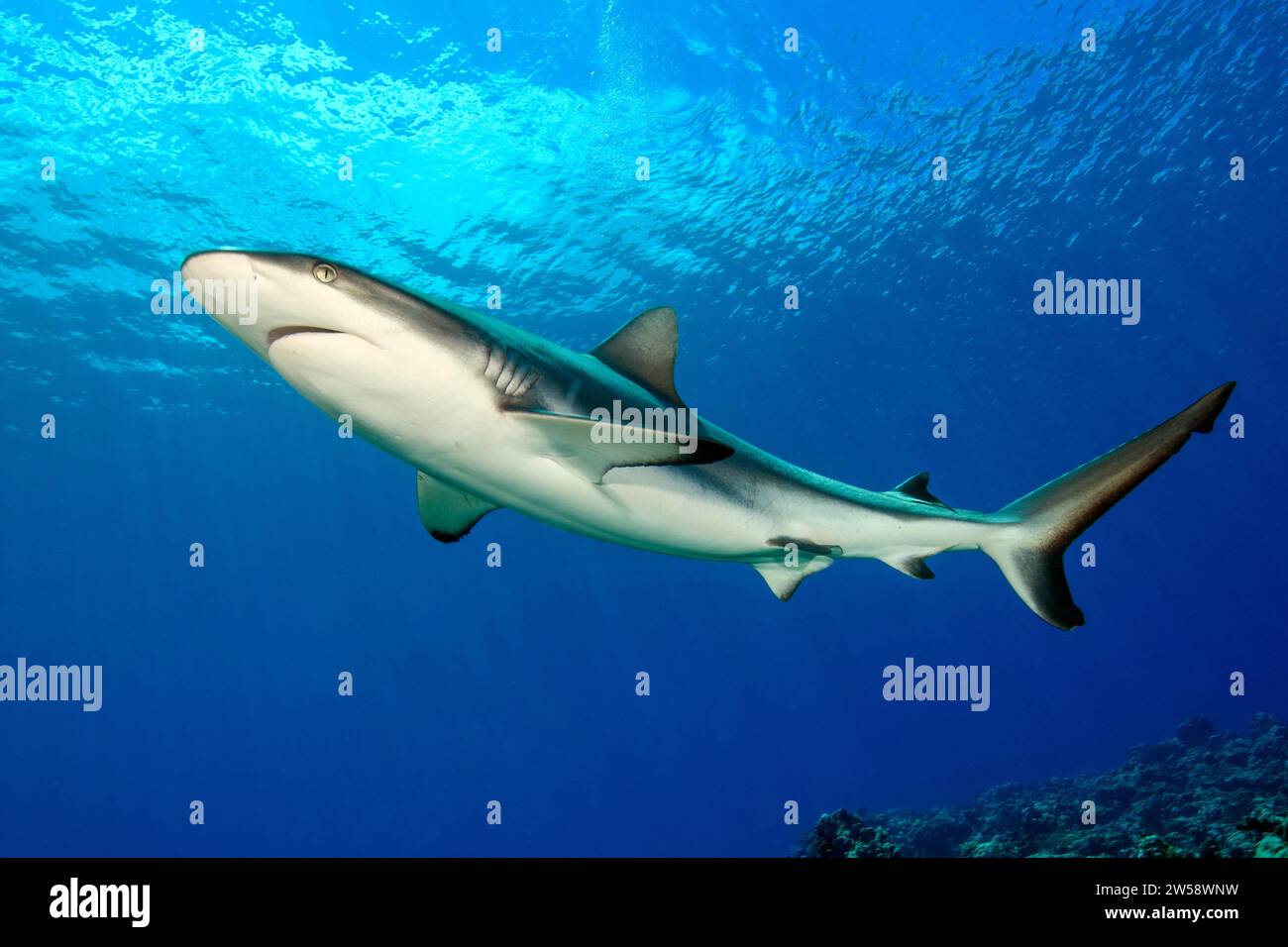 Large female grey reef shark (Carcharhinus amblyrhynchos) Shark