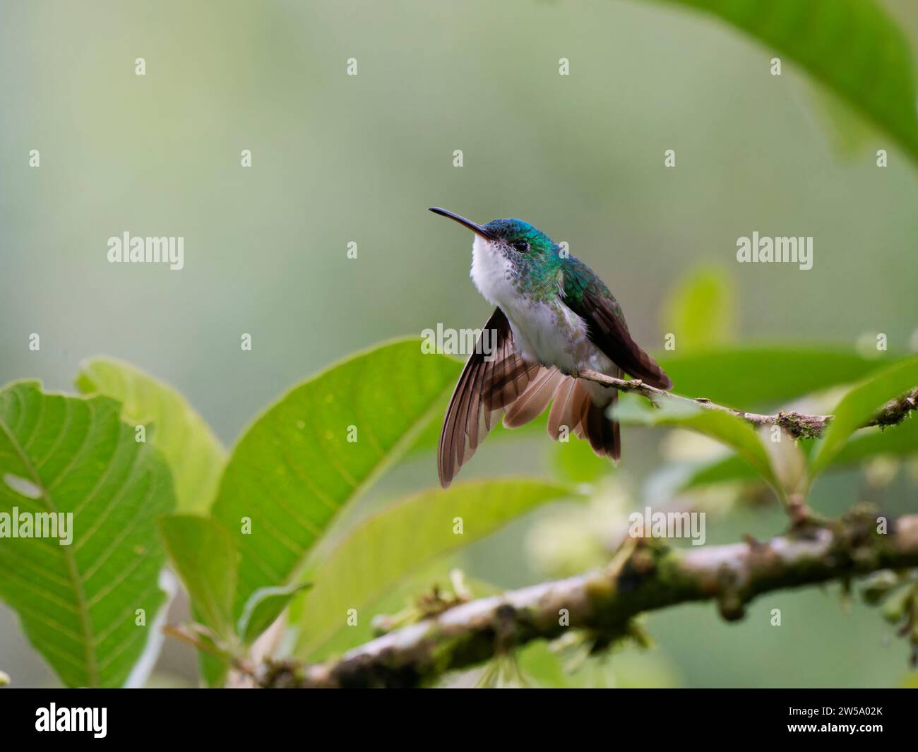 Andean Emerald Hummingbird Amazilia franciae Ecuador BI037654 Stock Photo