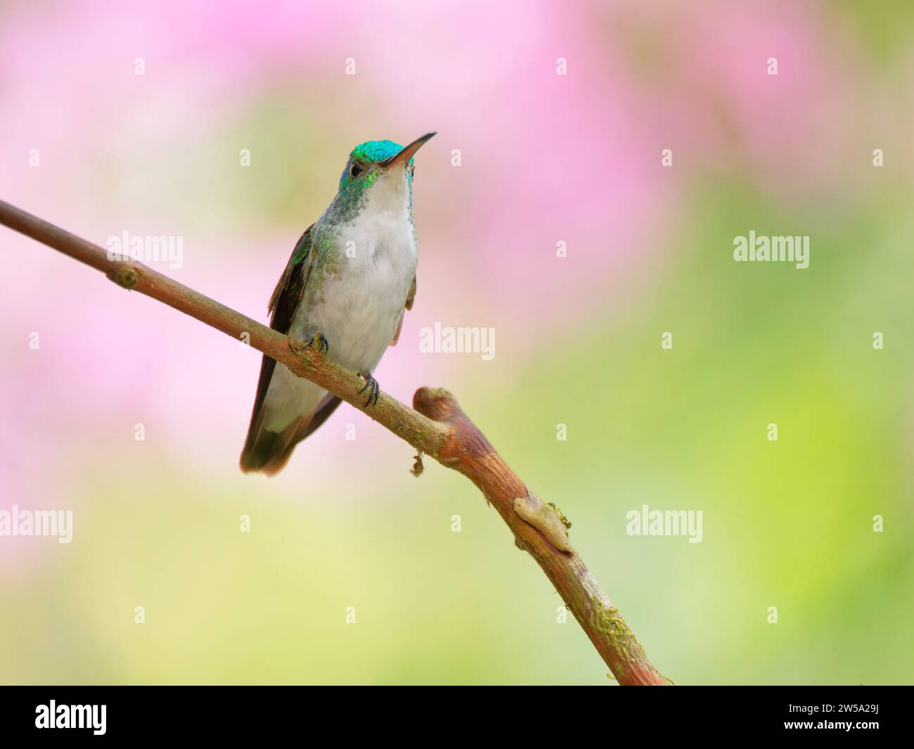 Andean Emerald Hummingbird Amazilia franciae Ecuador BI037655 Stock Photo