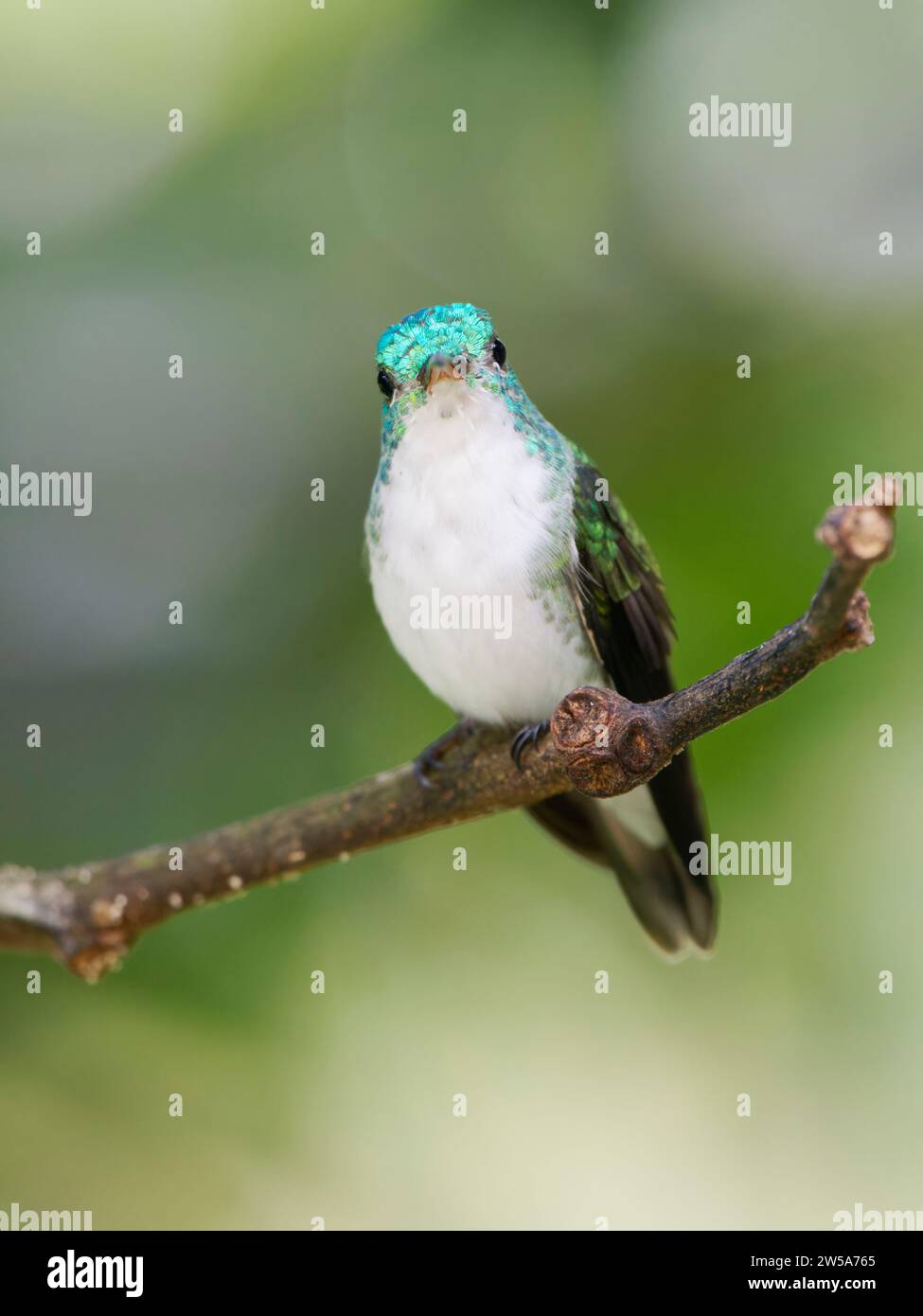 Andean Emerald Hummingbird Amazilia franciae Ecuador BI037666 Stock Photo