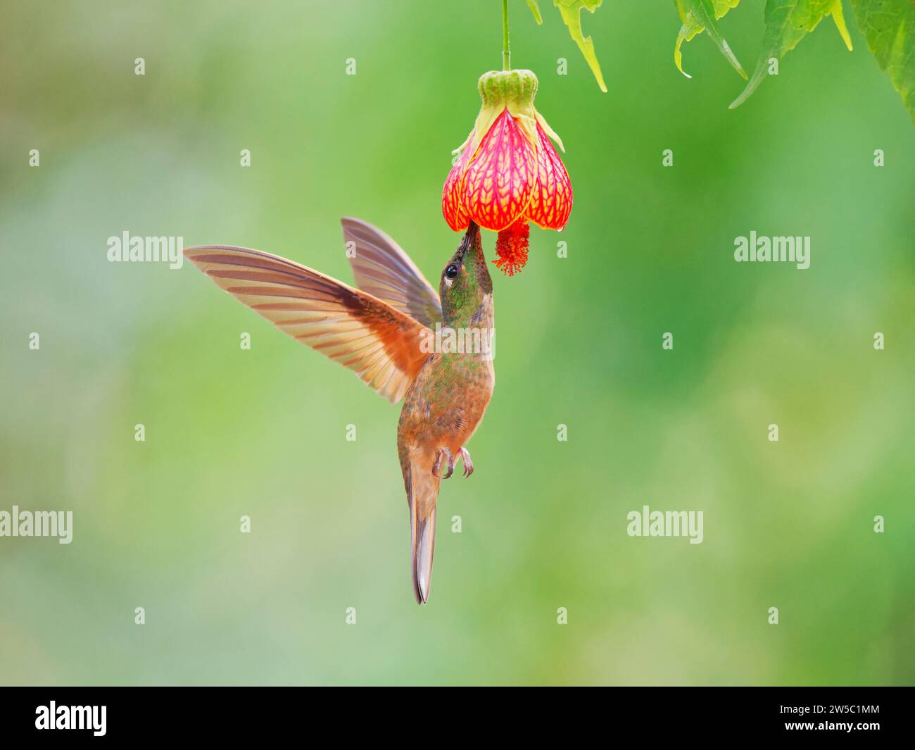 Fawn Breasted Brilliant Hummingbird - in flight at flower Heliodoxa rubinoides Ecuador BI037786 Stock Photo